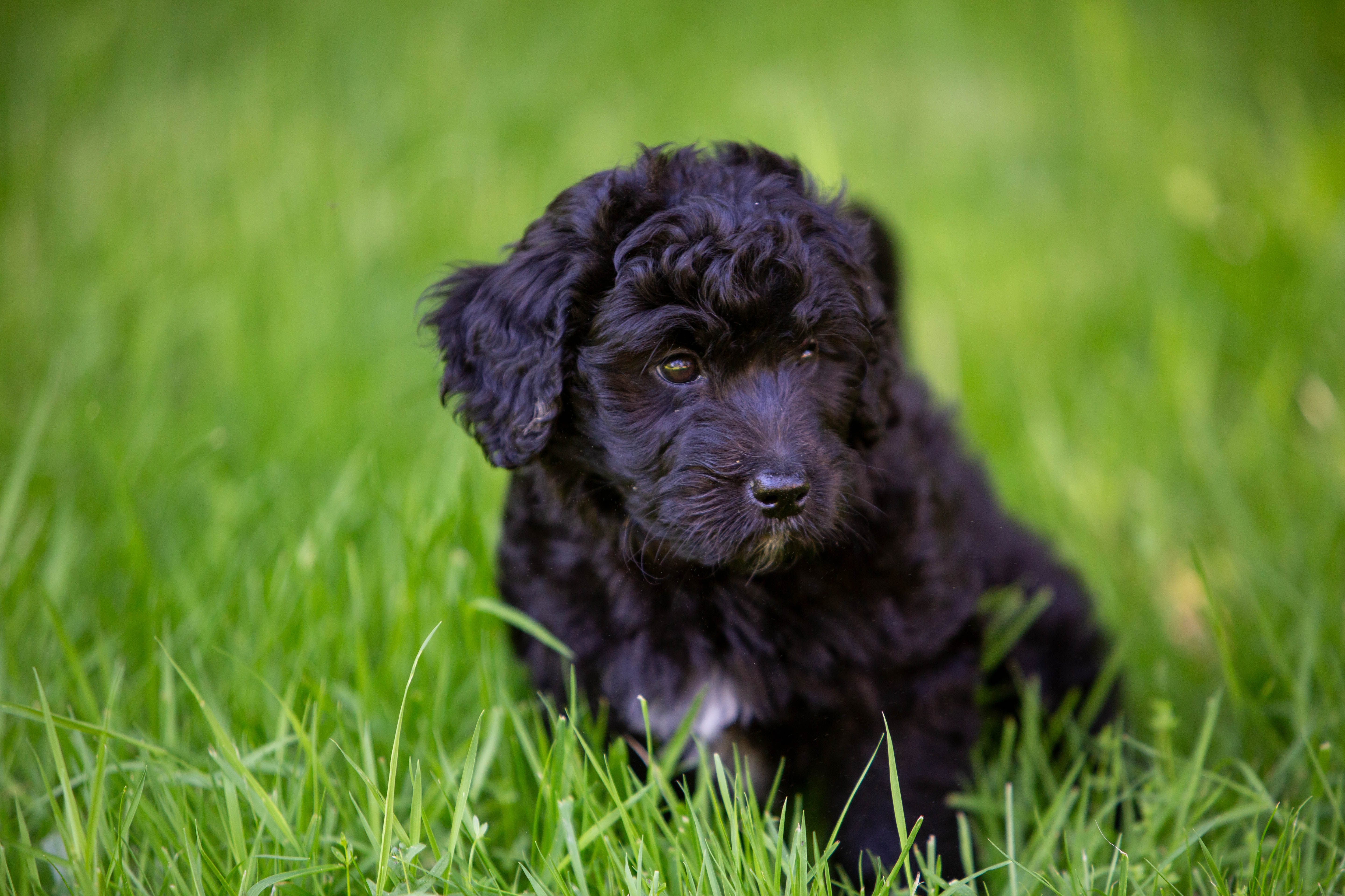 female bernedoodle puppy from Stillwater Bernedoodles
