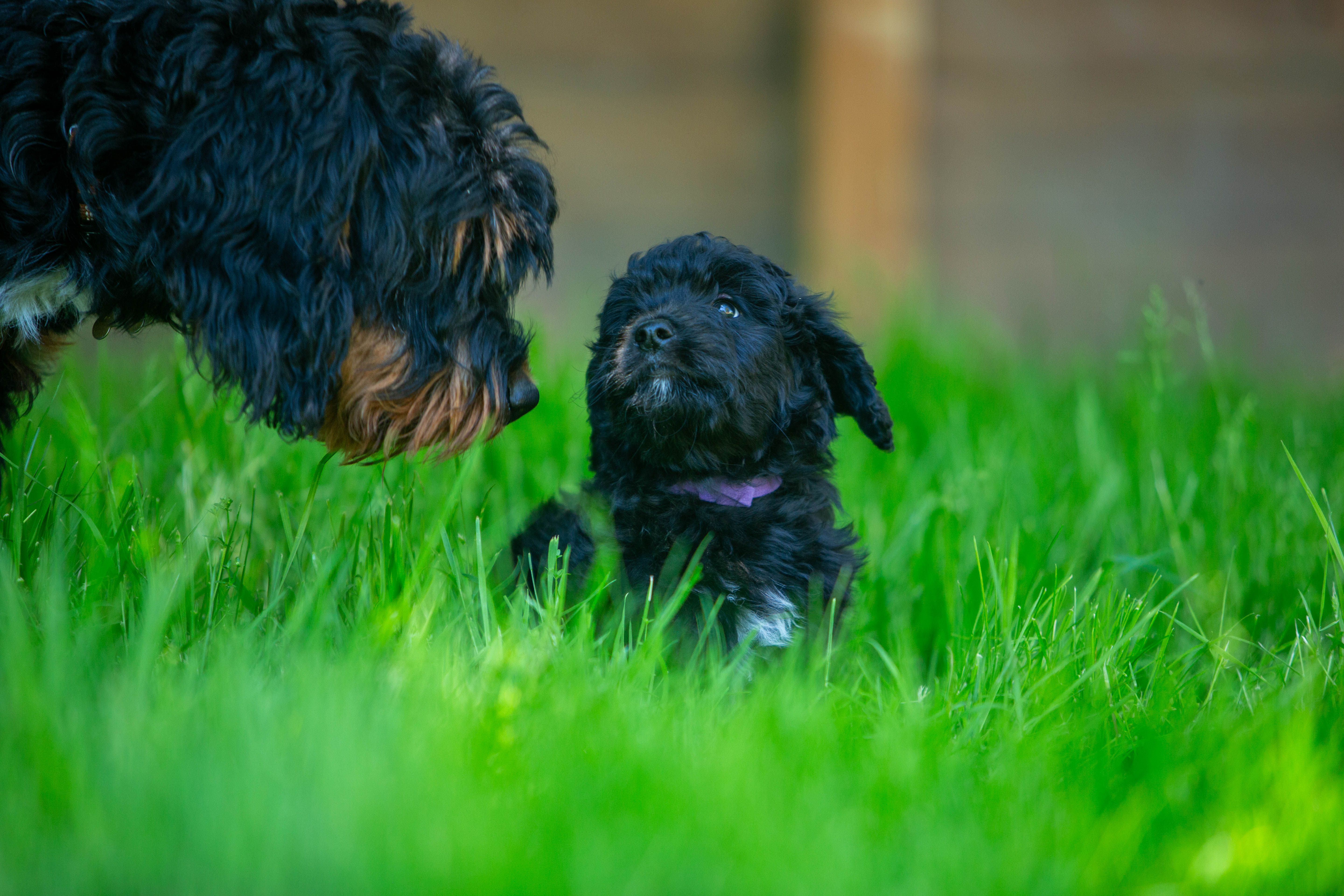 female bernedoodle puppy from Stillwater Bernedoodles