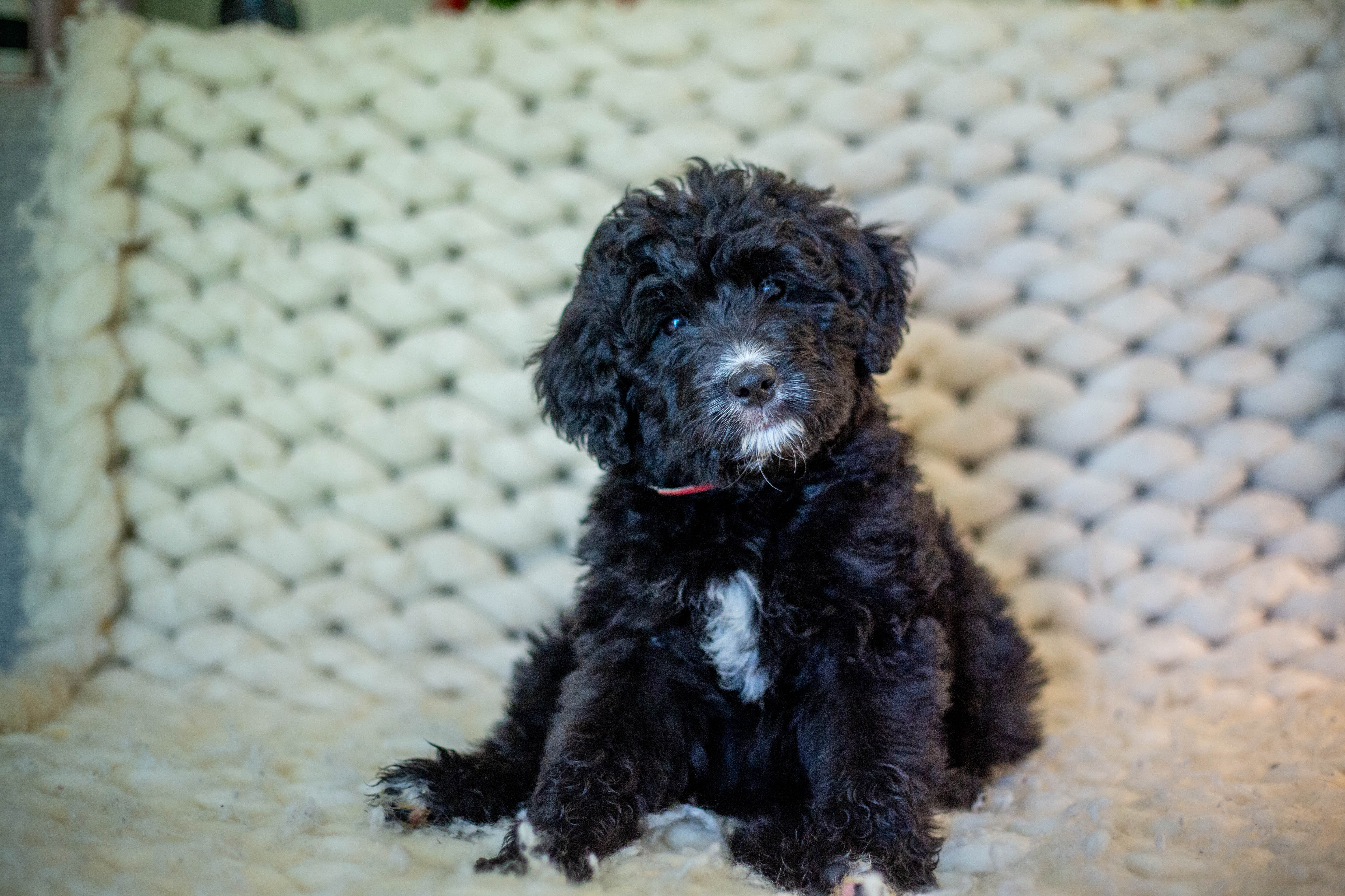 Bernedoodle puppy on the couch, female, Marigold