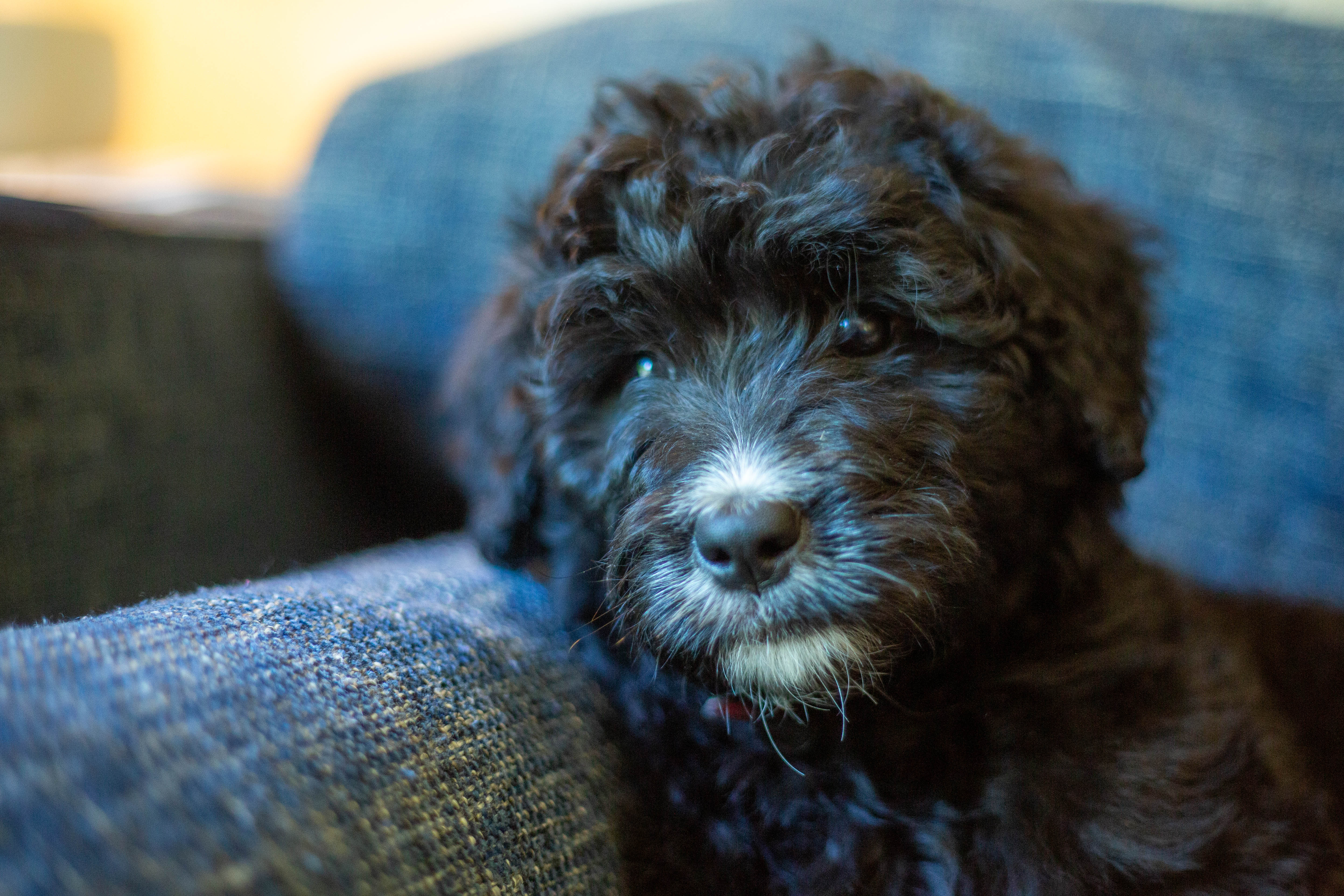 Bernedoodle puppy on the couch, female, Marigold