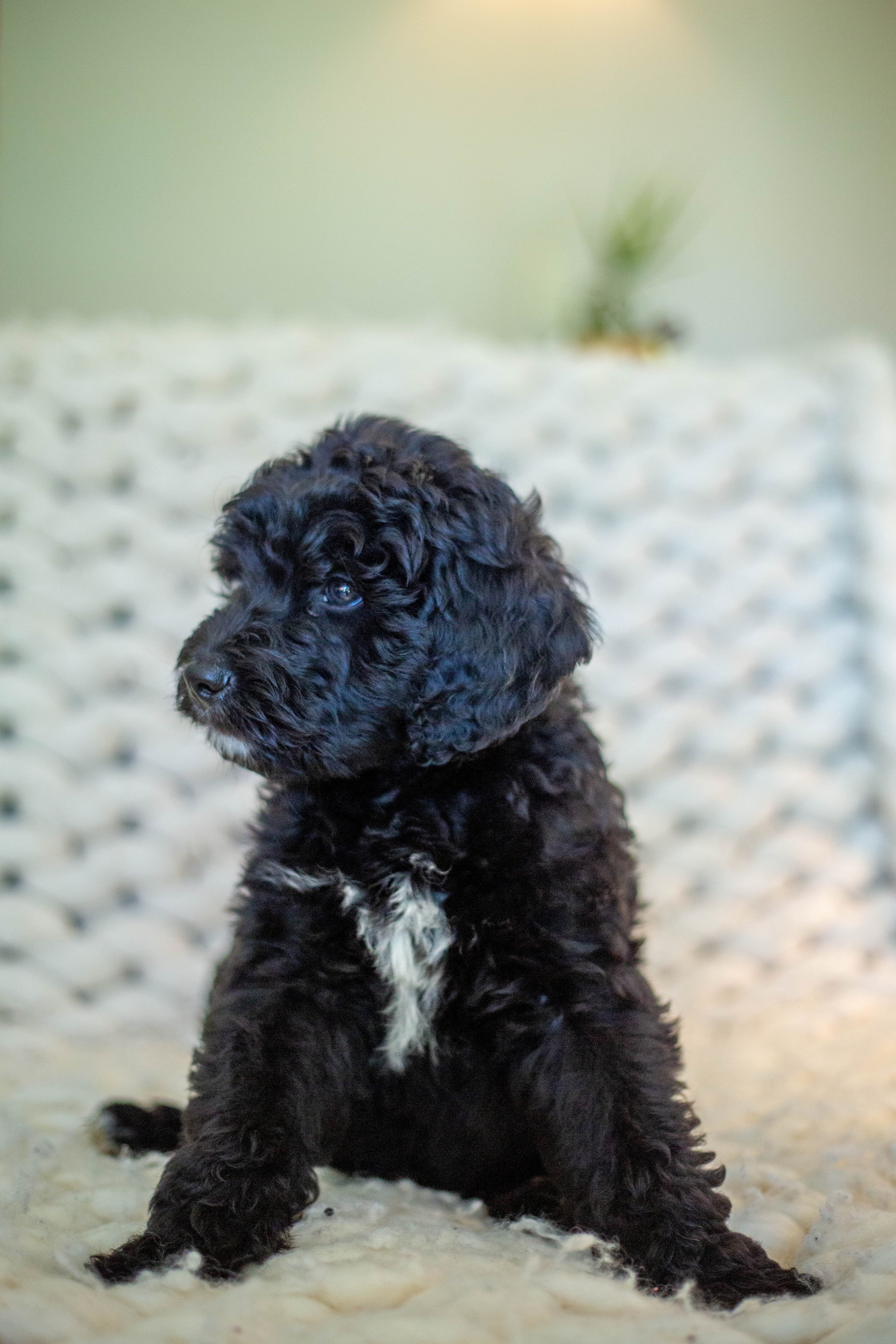 male bernedoodle puppy from Stillwater Bernedoodles