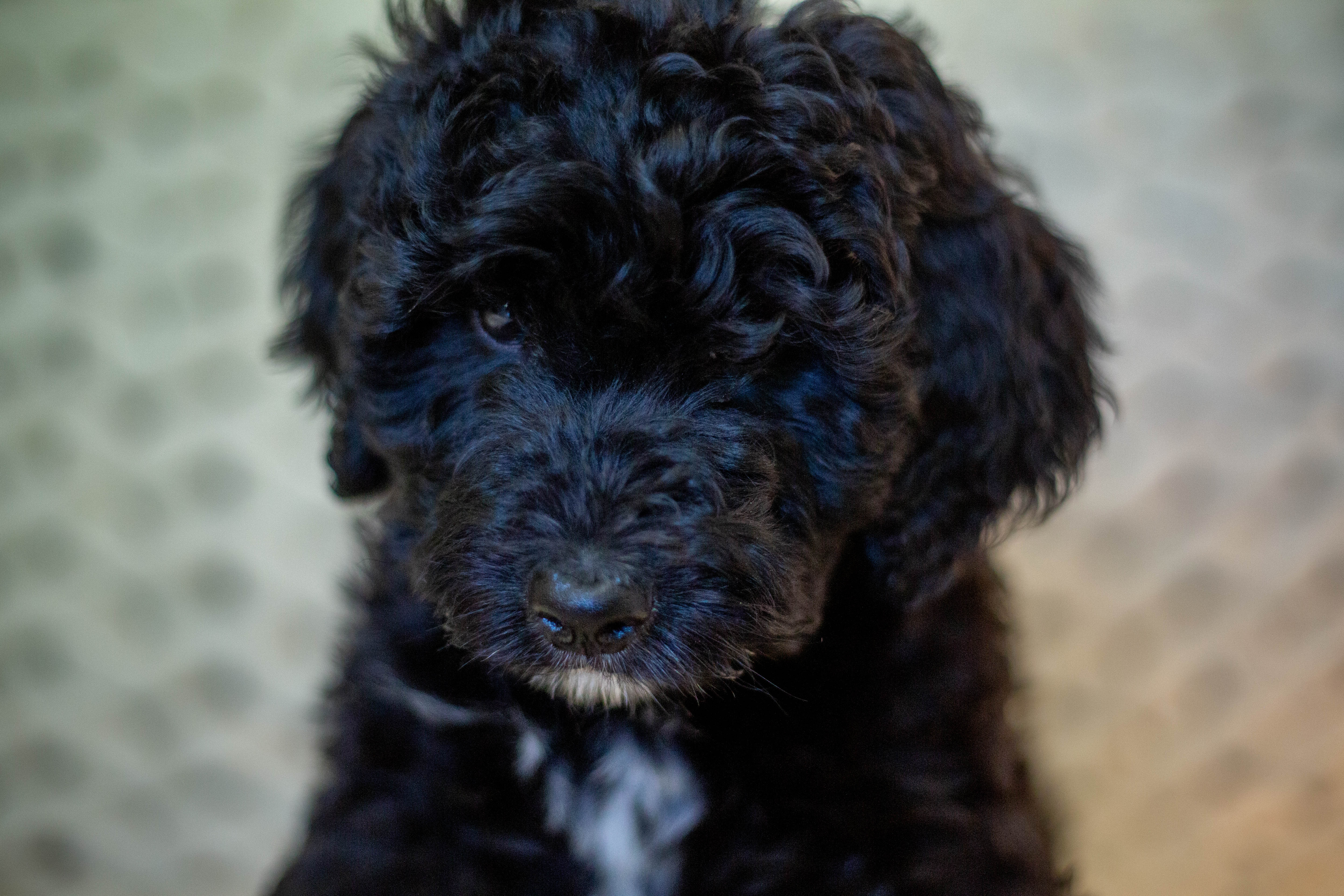male bernedoodle puppy from Stillwater Bernedoodles