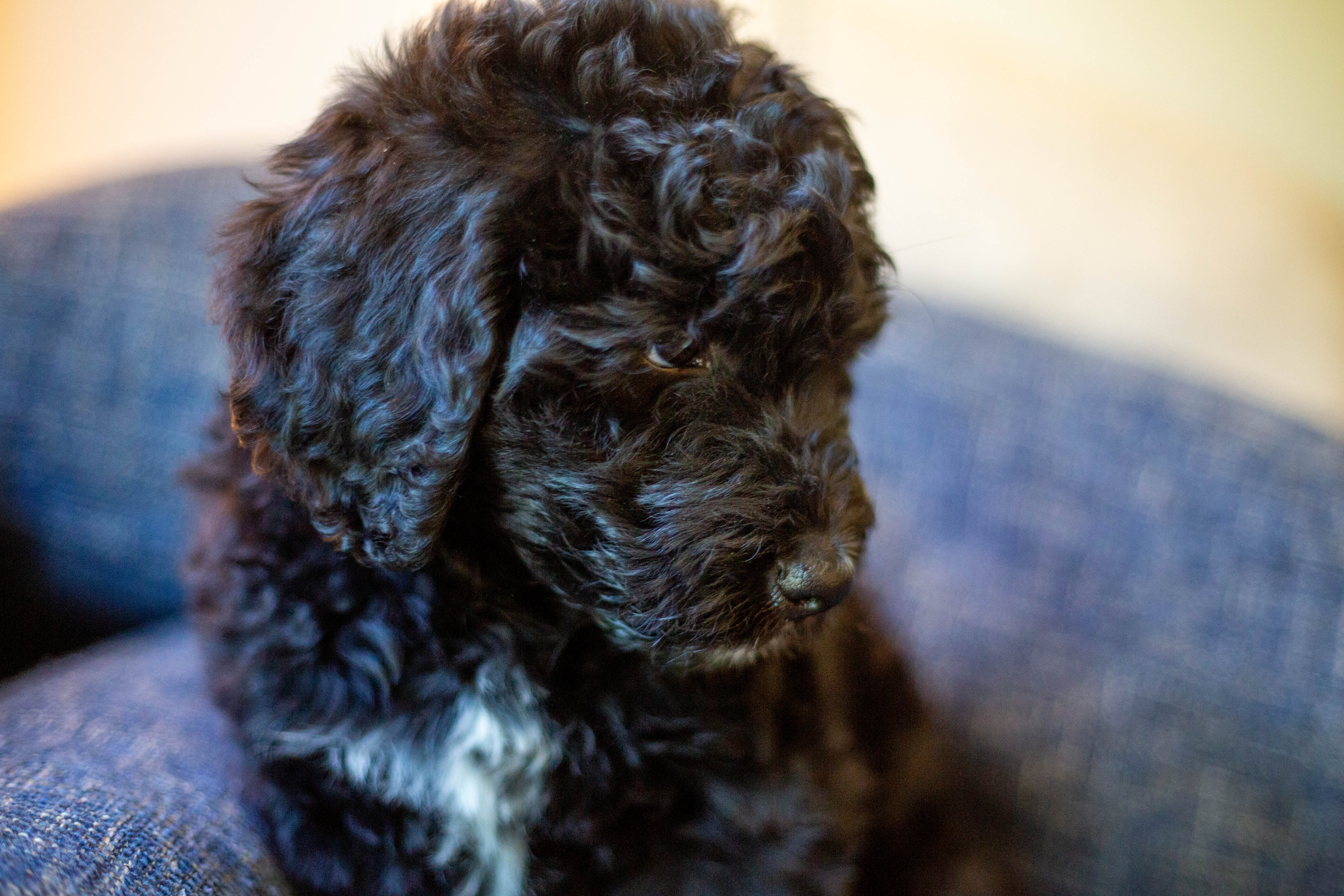 male bernedoodle puppy from Stillwater Bernedoodles