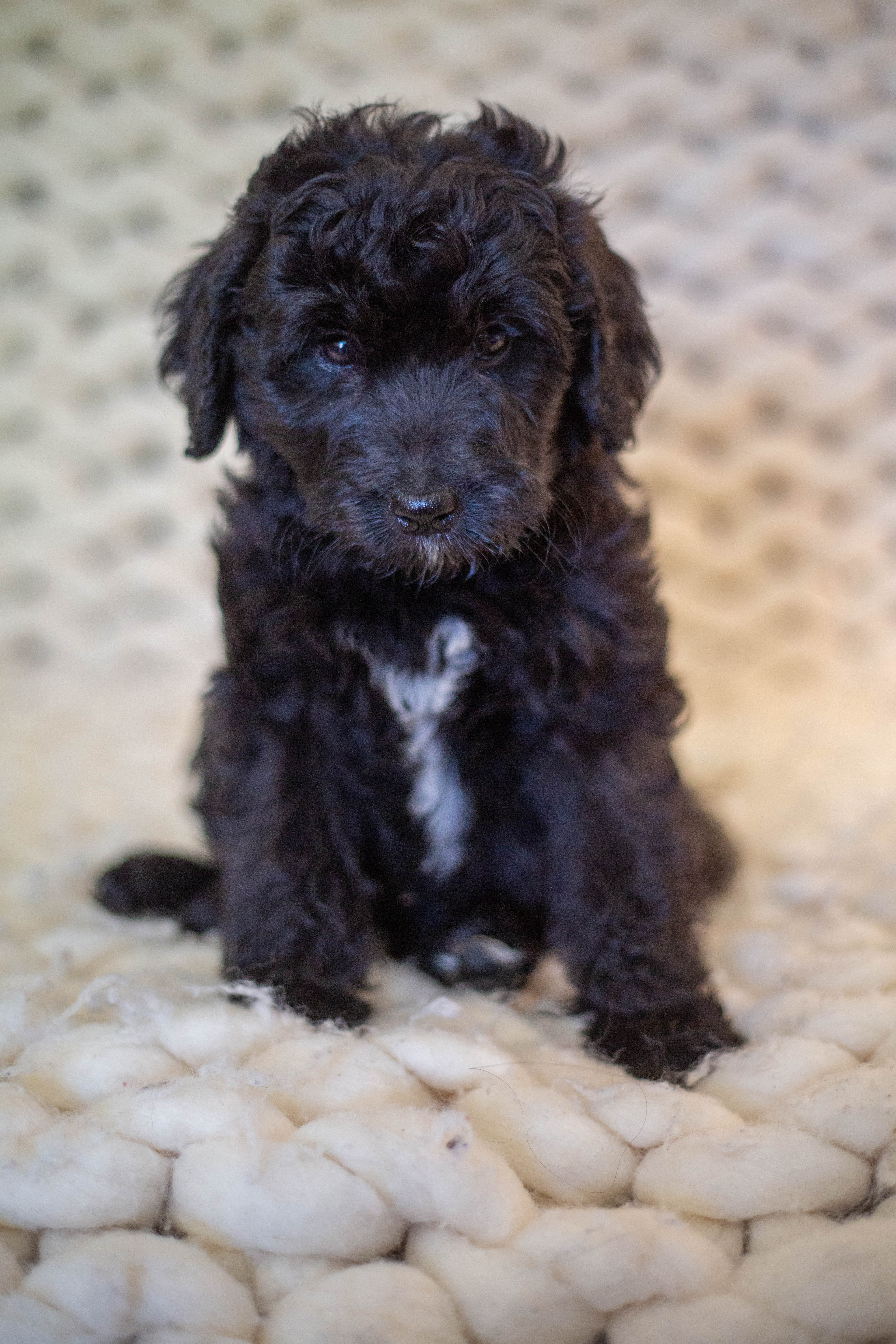female bernedoodle puppy from Stillwater Bernedoodles