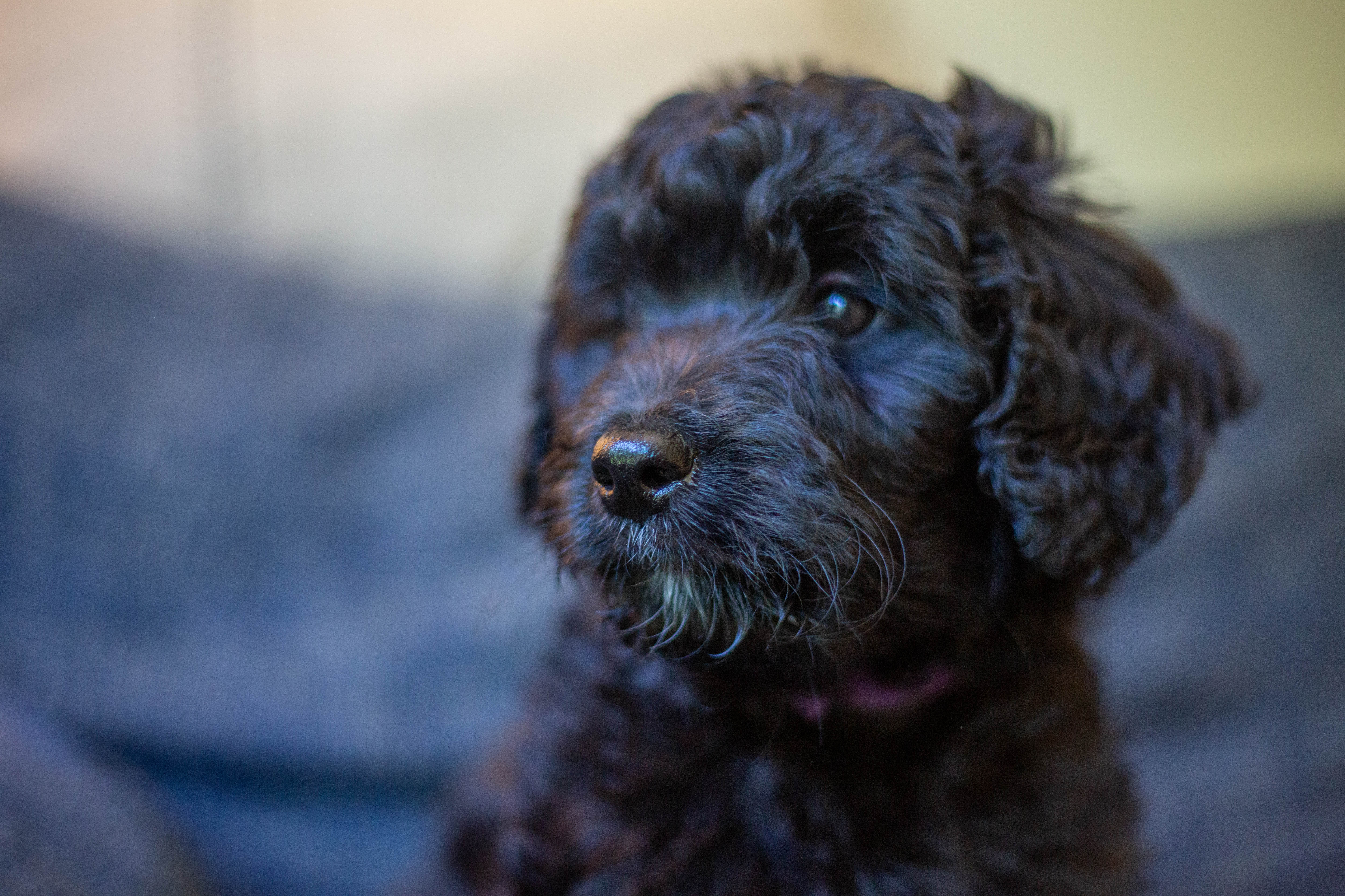 female bernedoodle puppy from Stillwater Bernedoodles