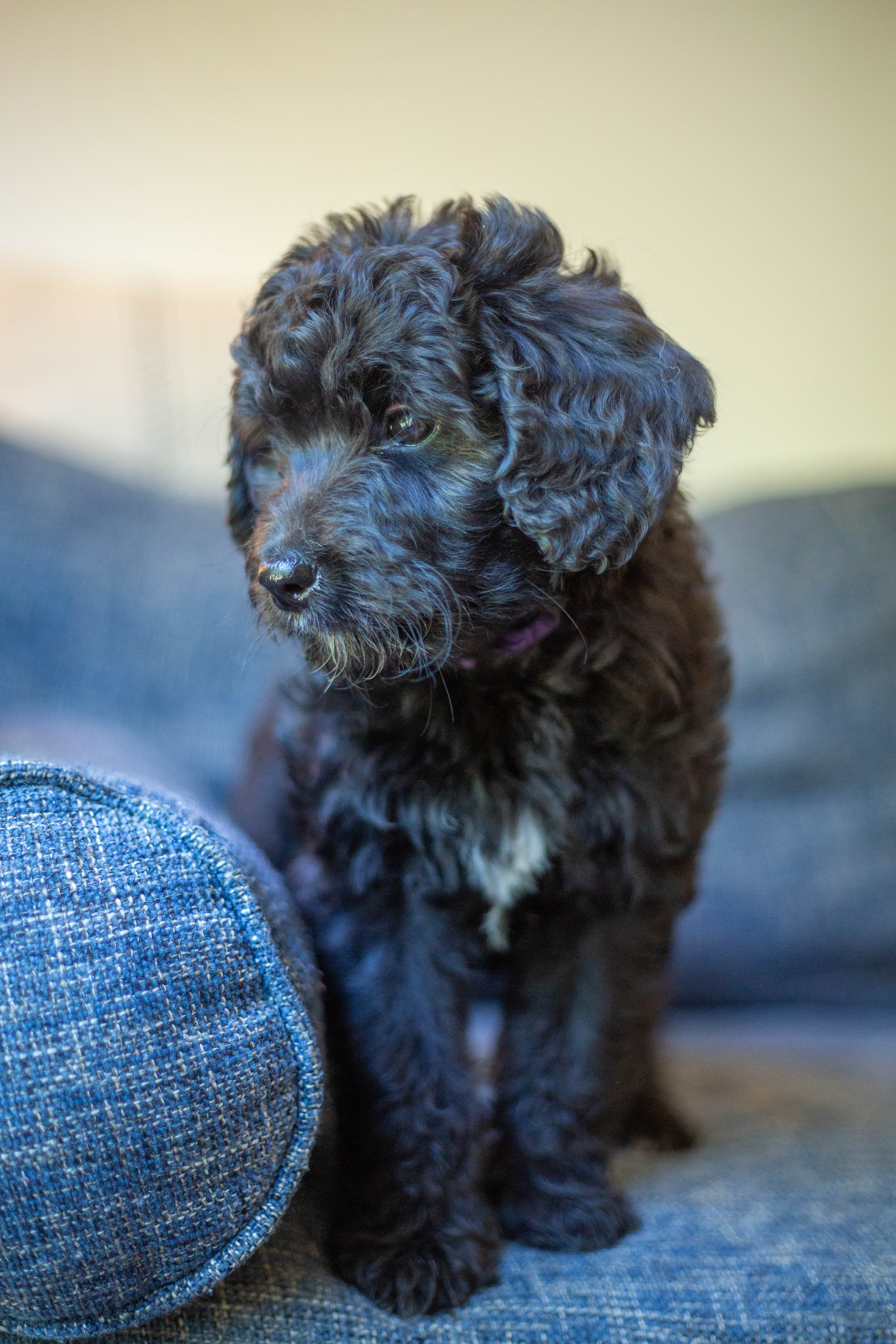 female bernedoodle puppy from Stillwater Bernedoodles