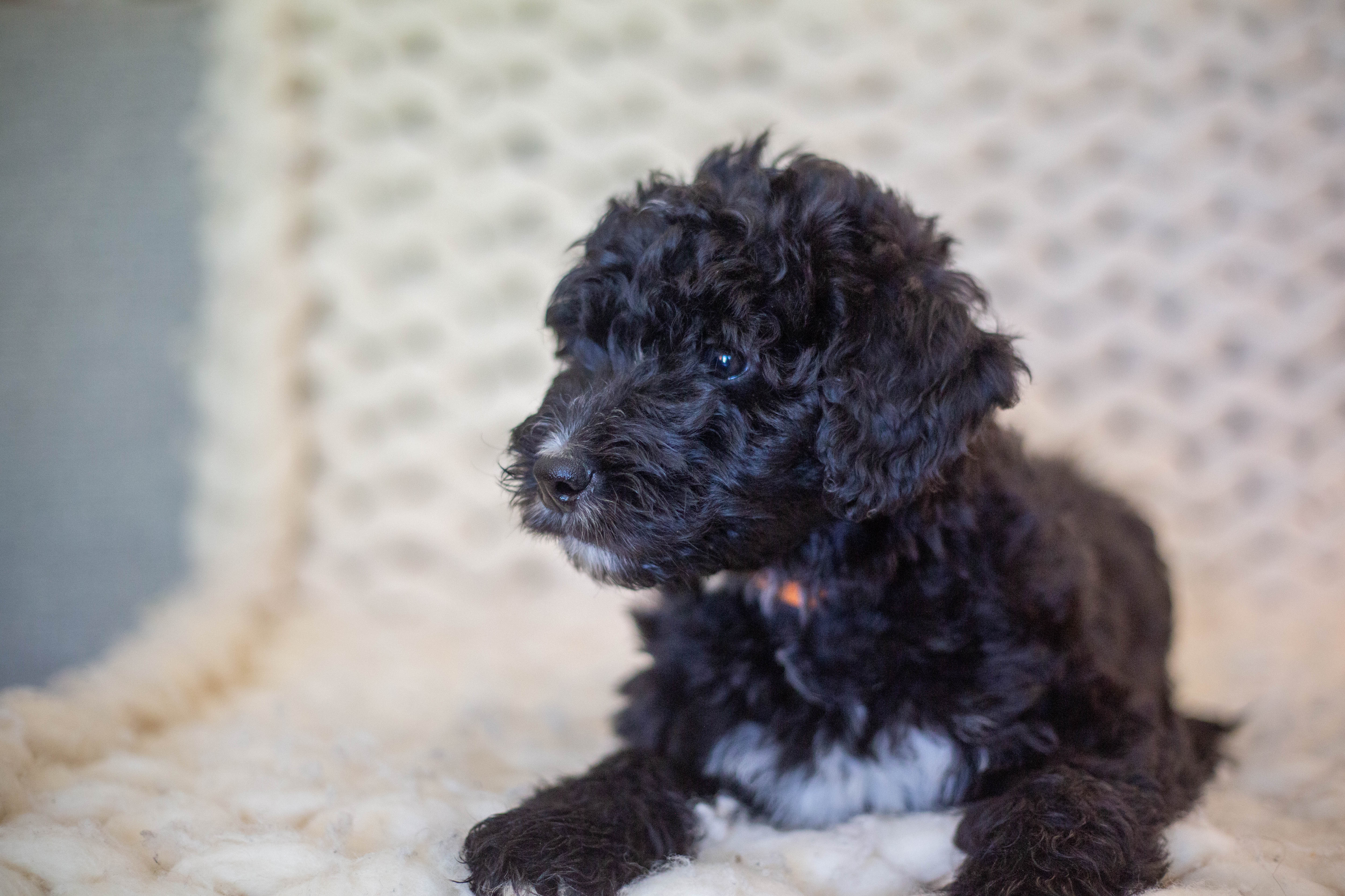male bernedoodle puppy from Stillwater Bernedoodles