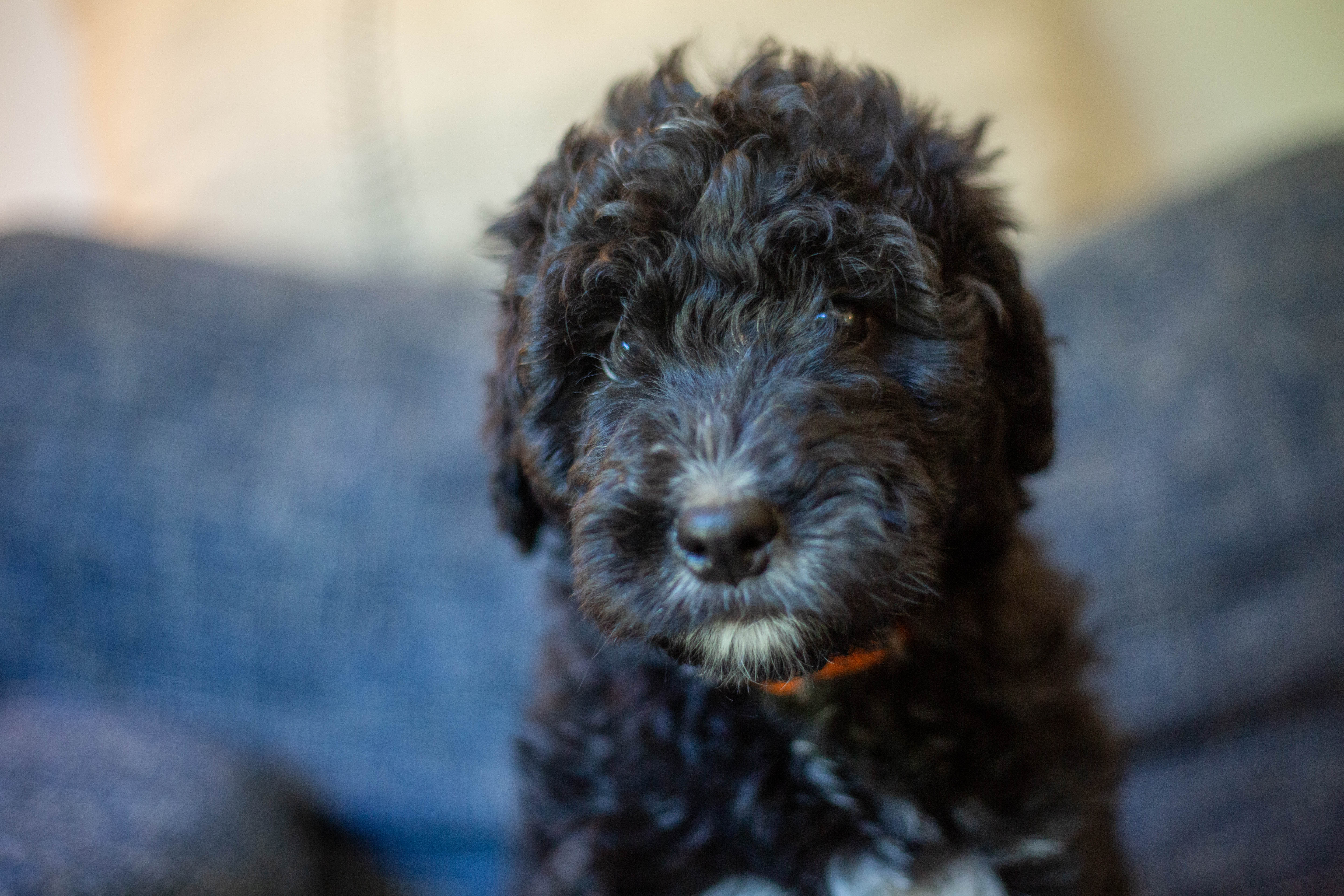 male bernedoodle puppy from Stillwater Bernedoodles