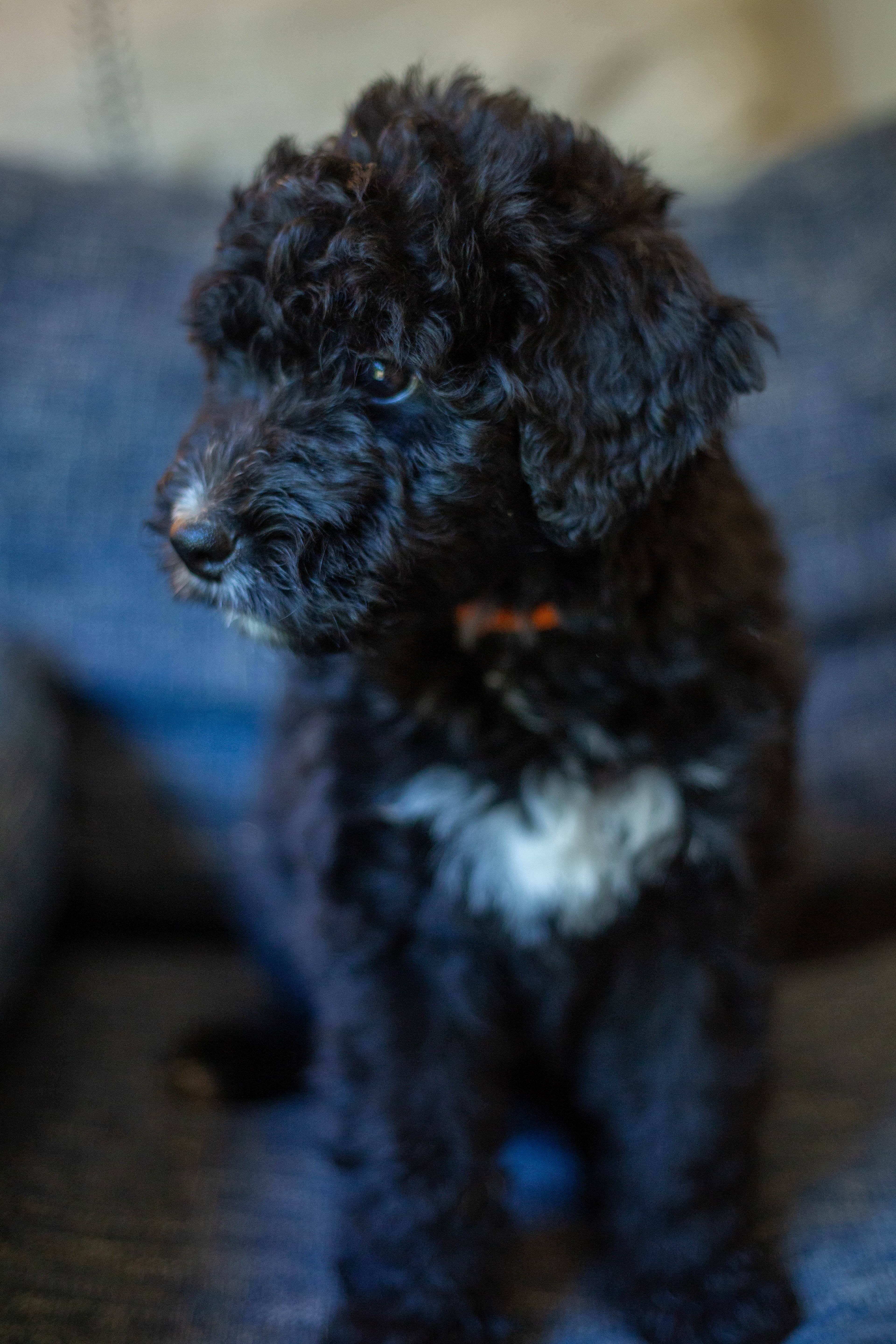 male bernedoodle puppy from Stillwater Bernedoodles