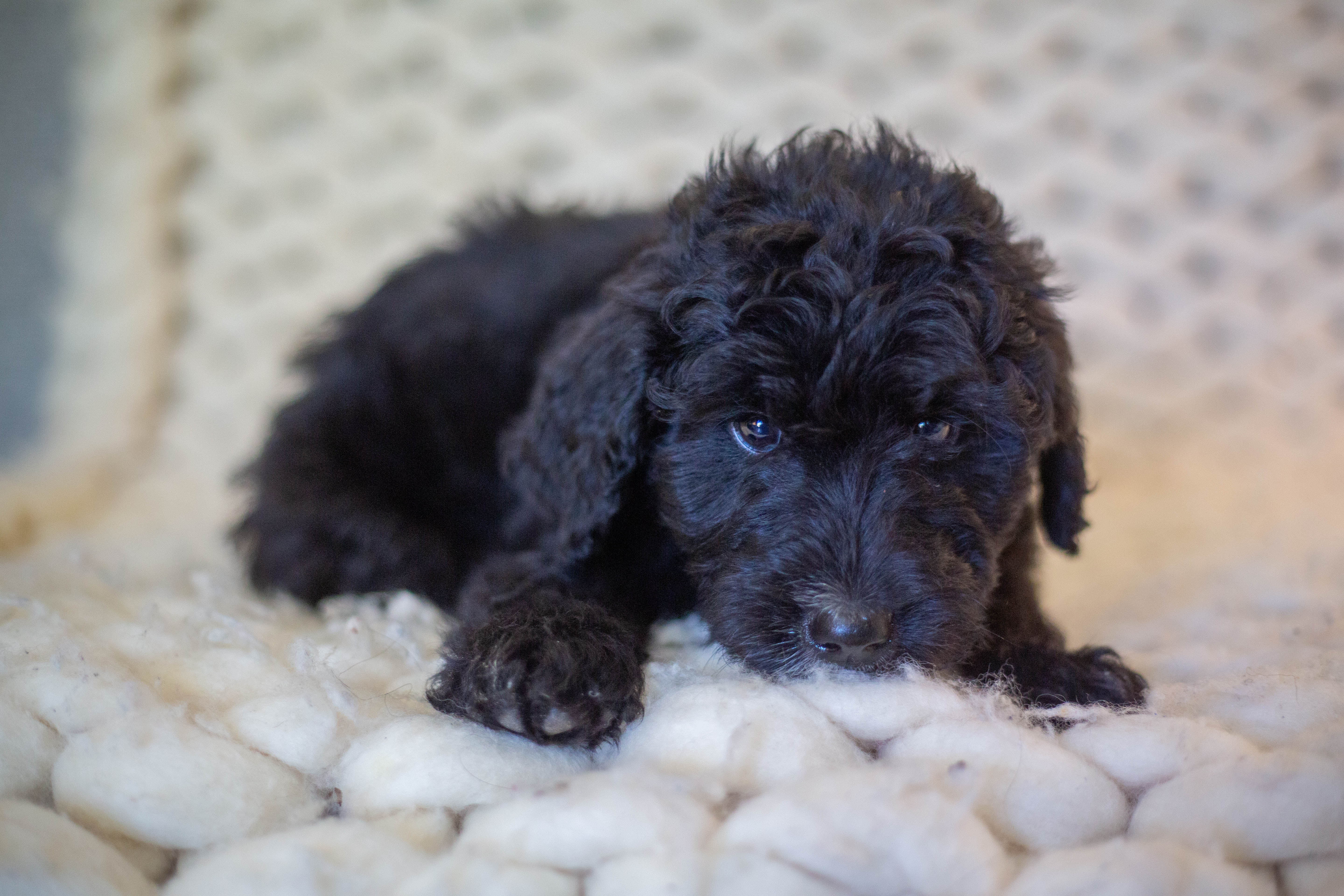female bernedoodle puppy from Stillwater Bernedoodles
