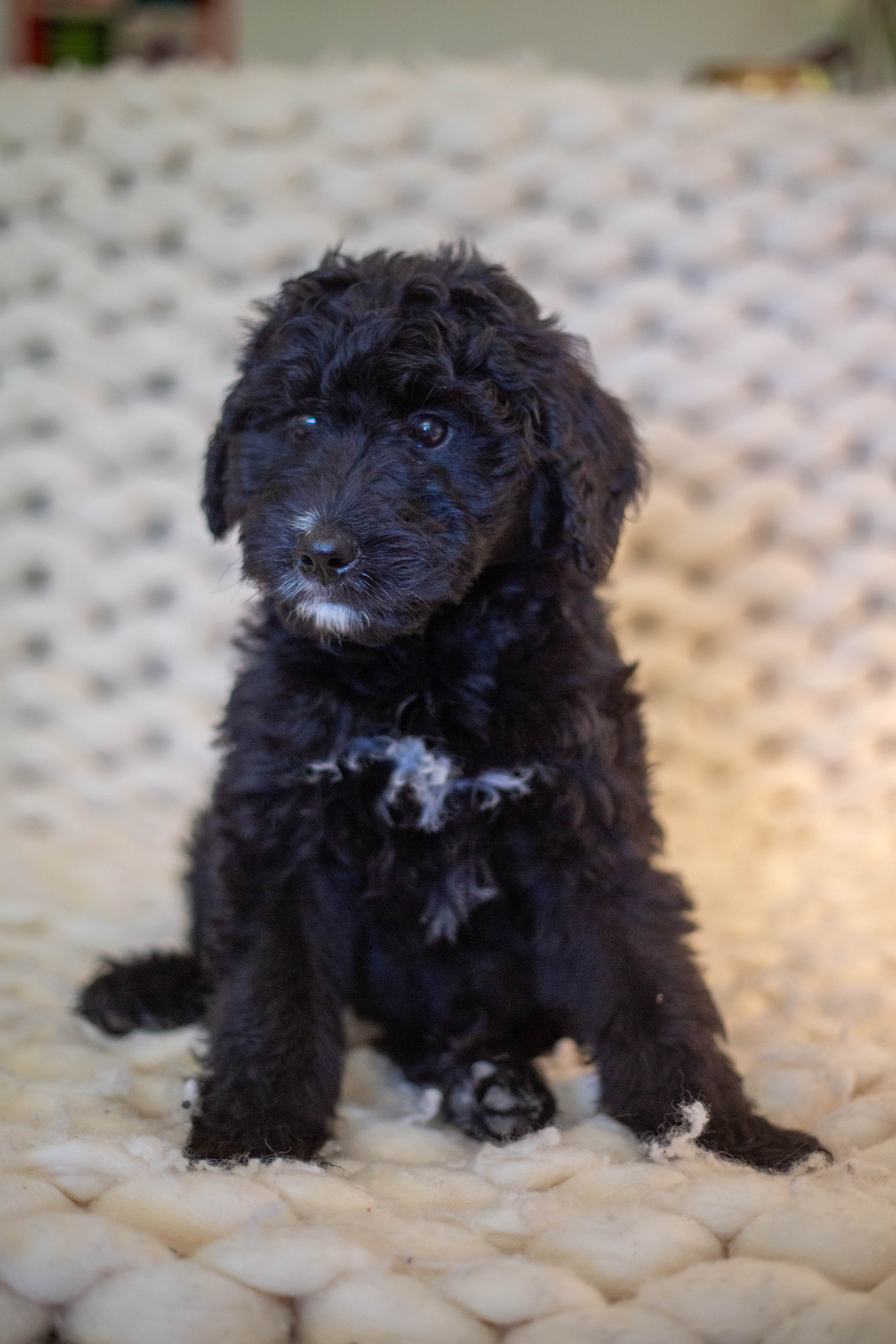 female bernedoodle puppy from Stillwater Bernedoodles