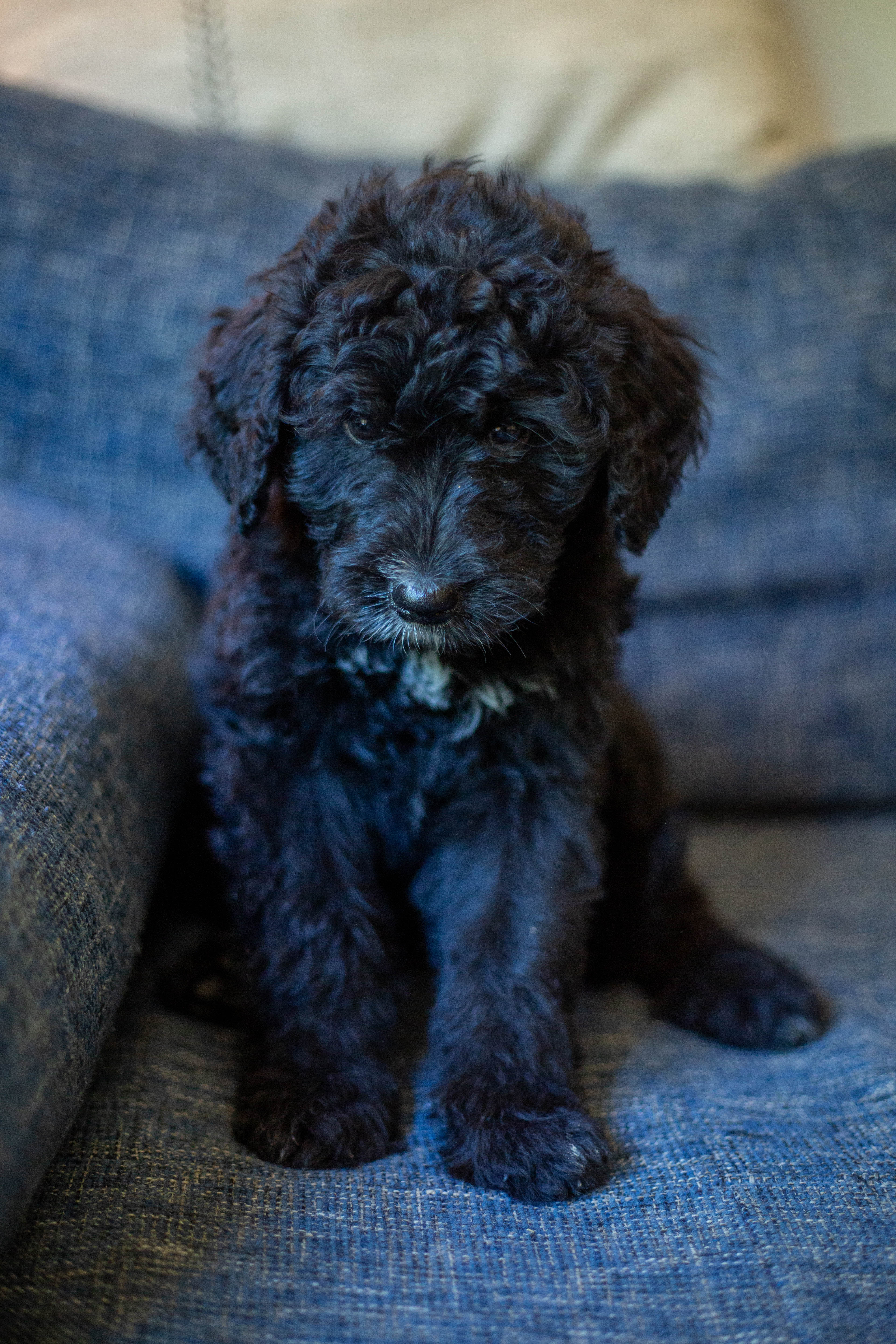 female bernedoodle puppy from Stillwater Bernedoodles