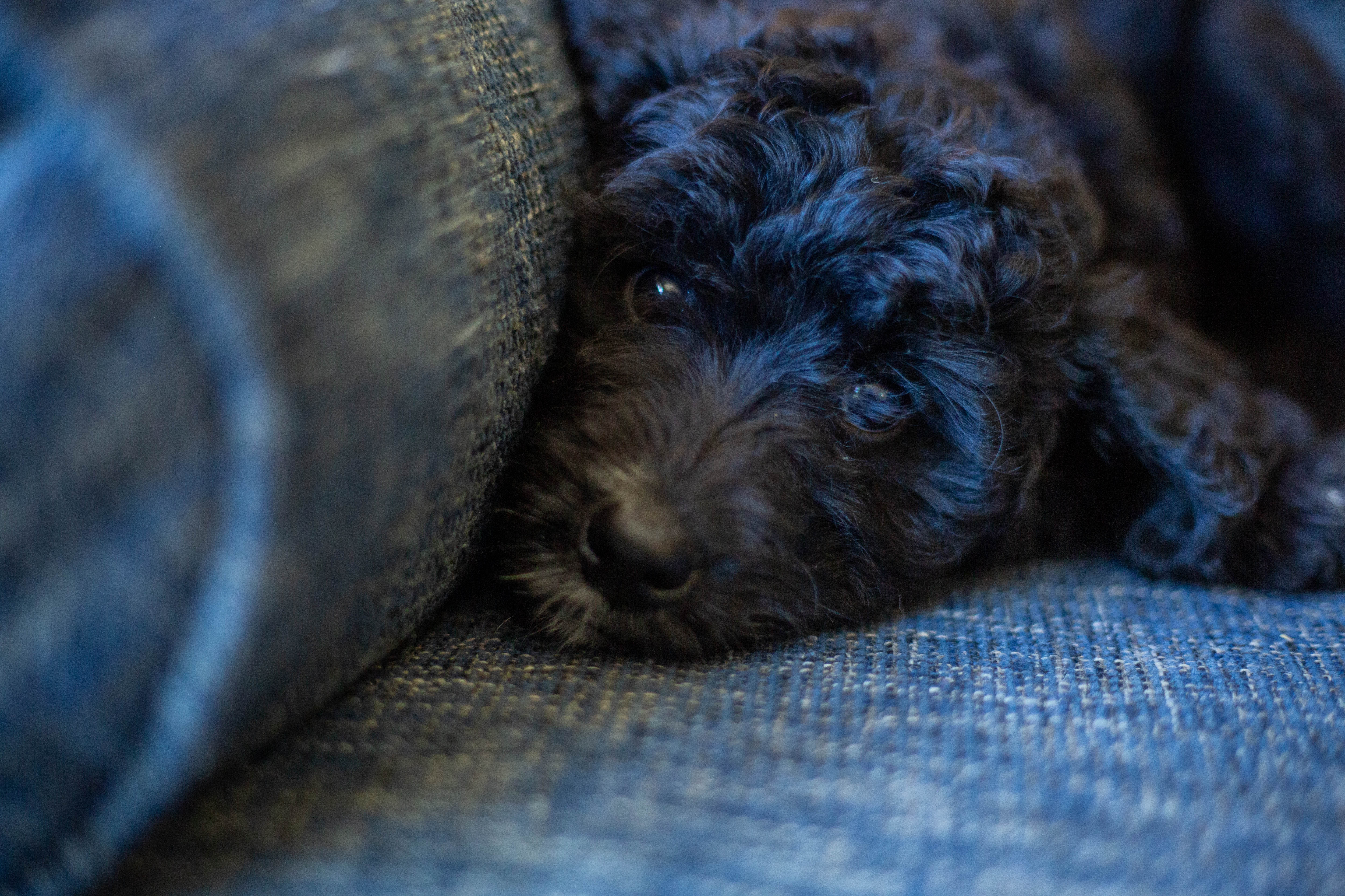 male bernedoodle puppy from Stillwater Bernedoodles