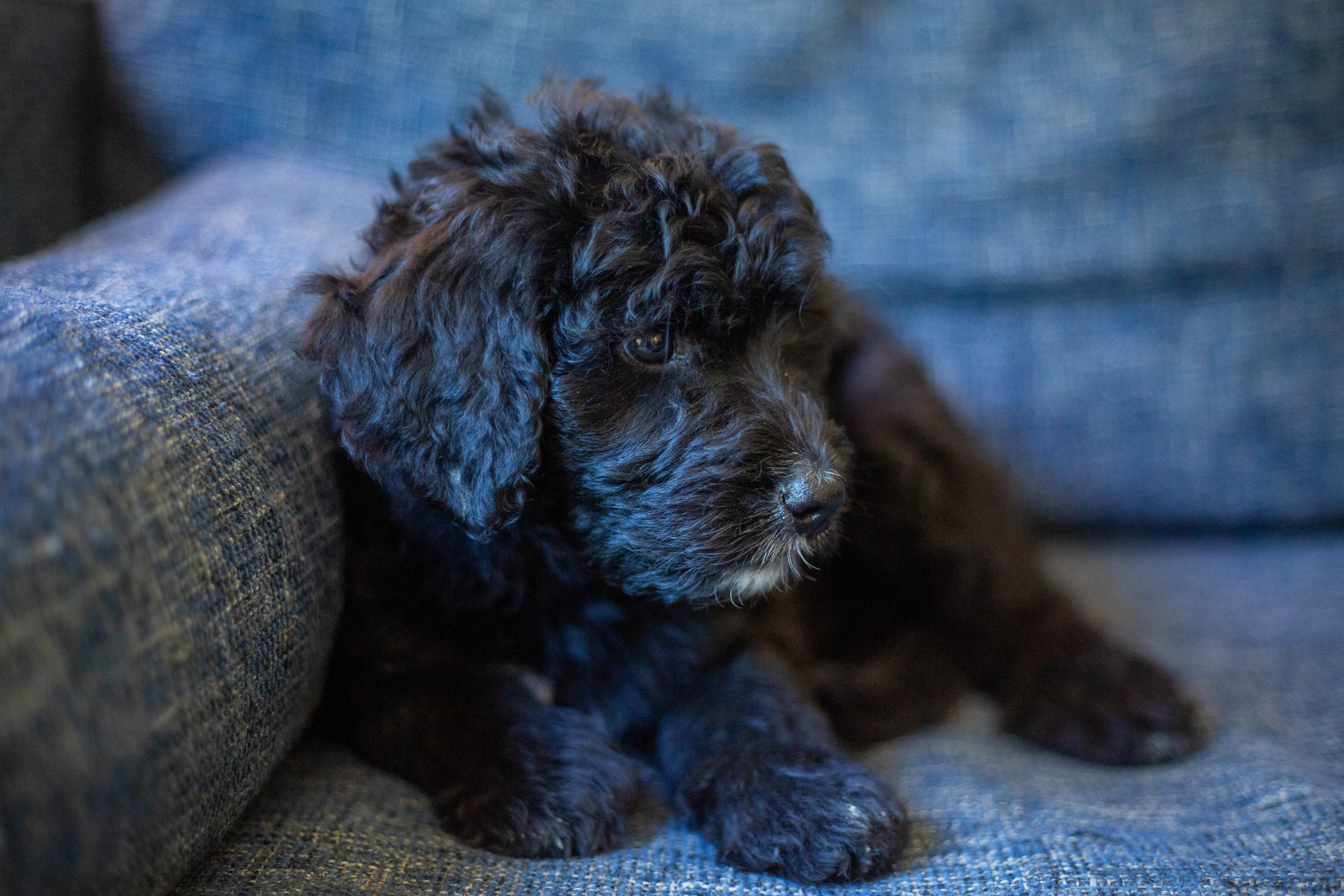 female bernedoodle puppy from Stillwater Bernedoodles