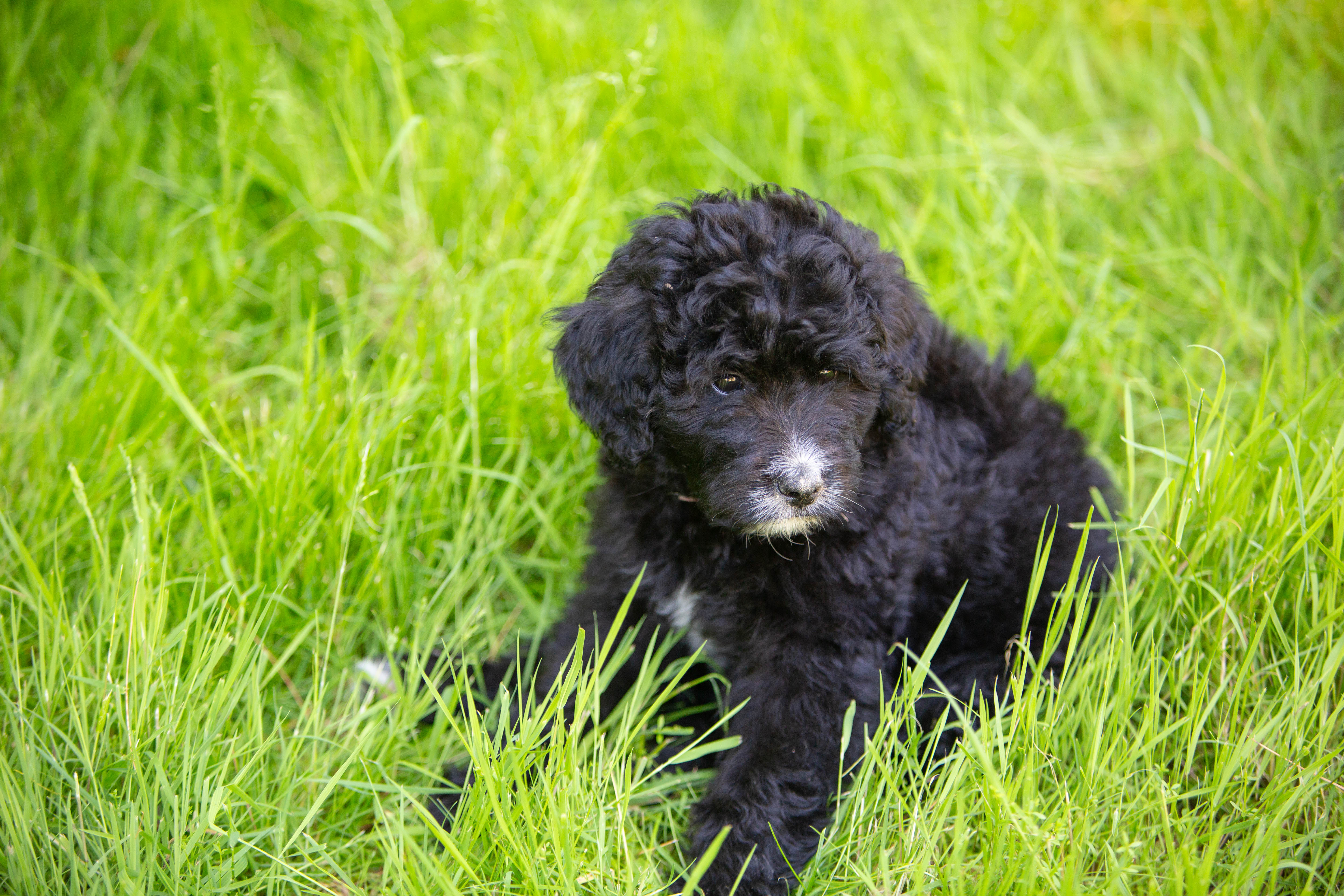 Bernedoodle puppy in the grass, female, Marigold