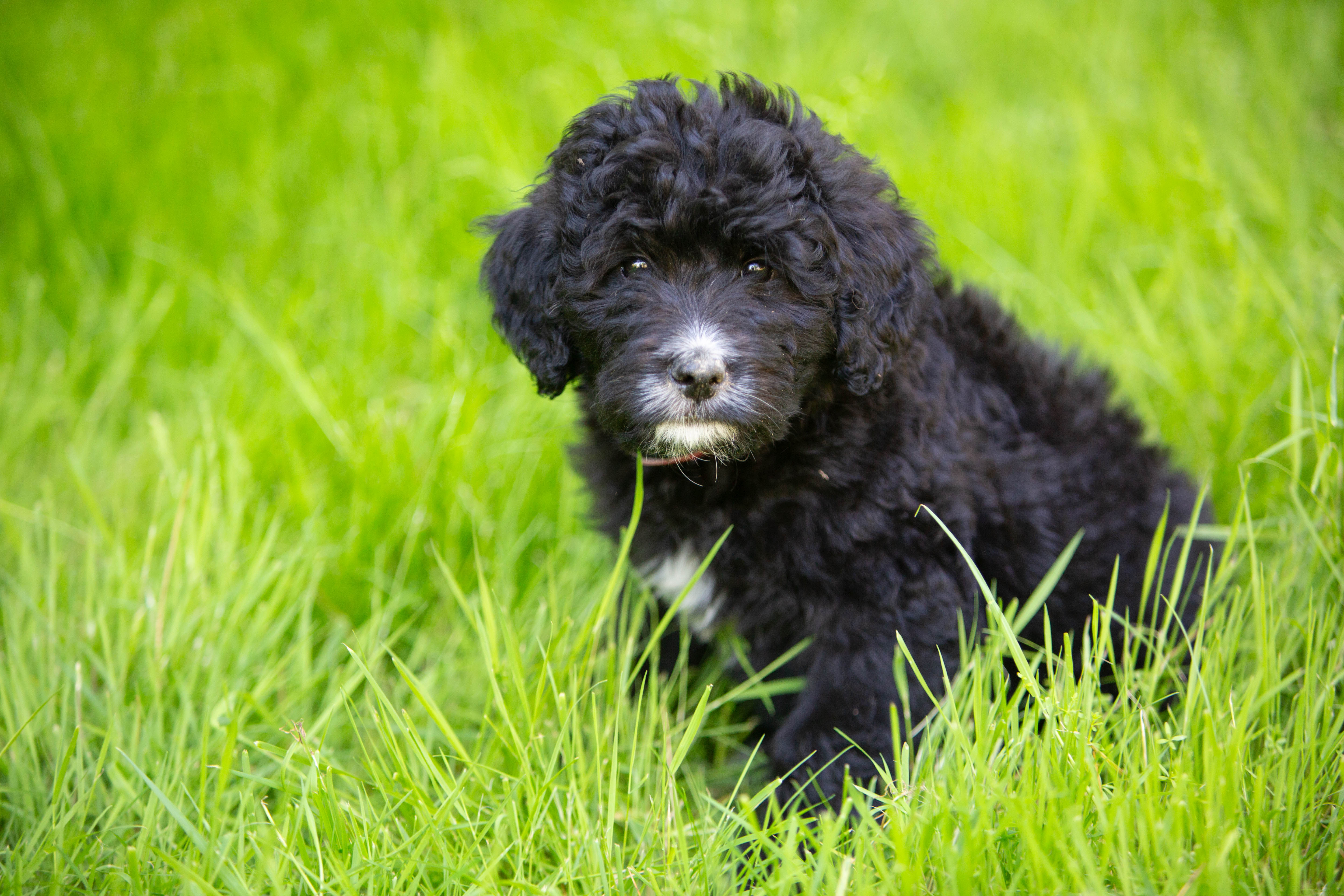 Bernedoodle puppy in the grass, female, Marigold