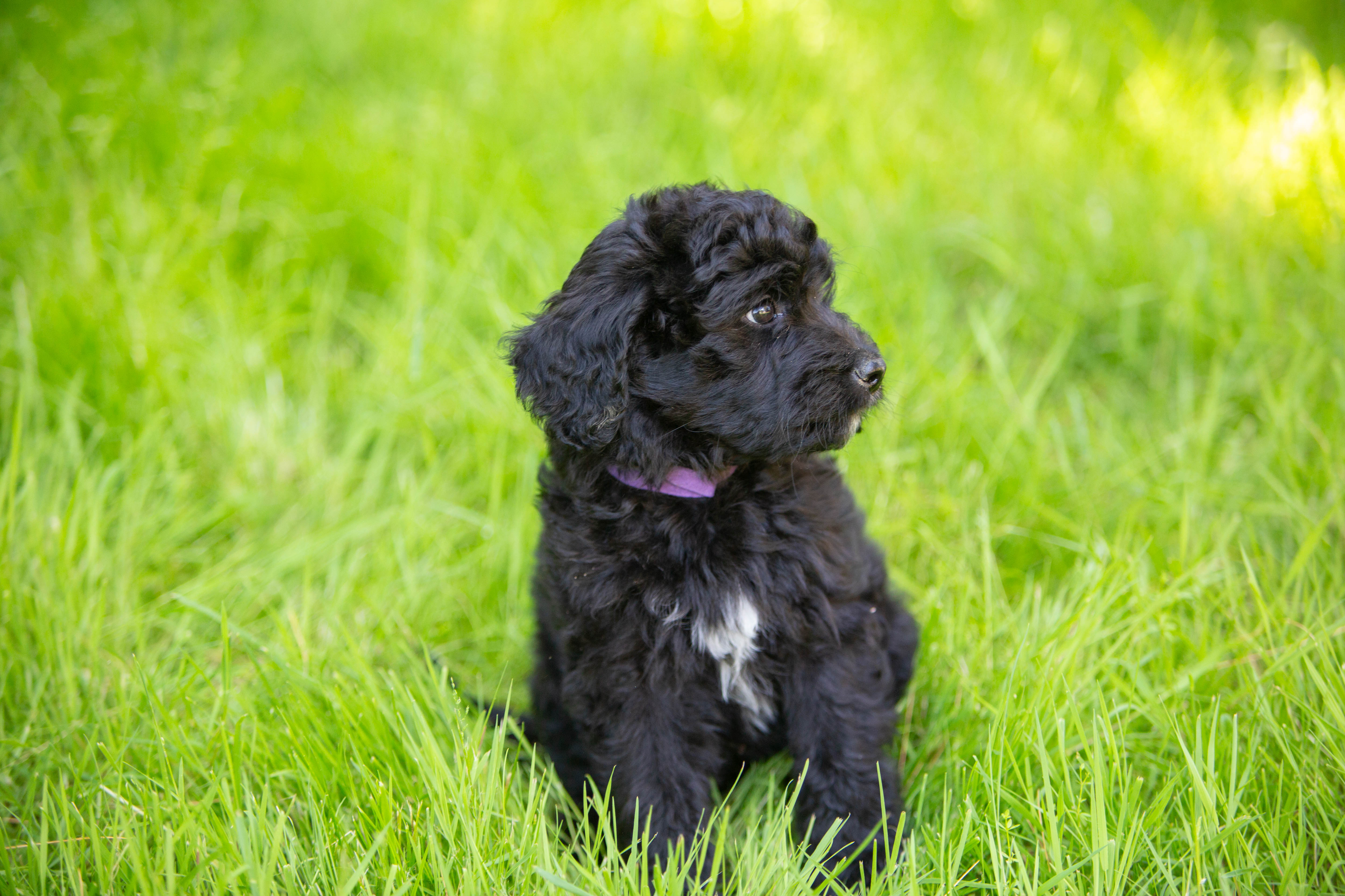 female bernedoodle puppy from Stillwater Bernedoodles