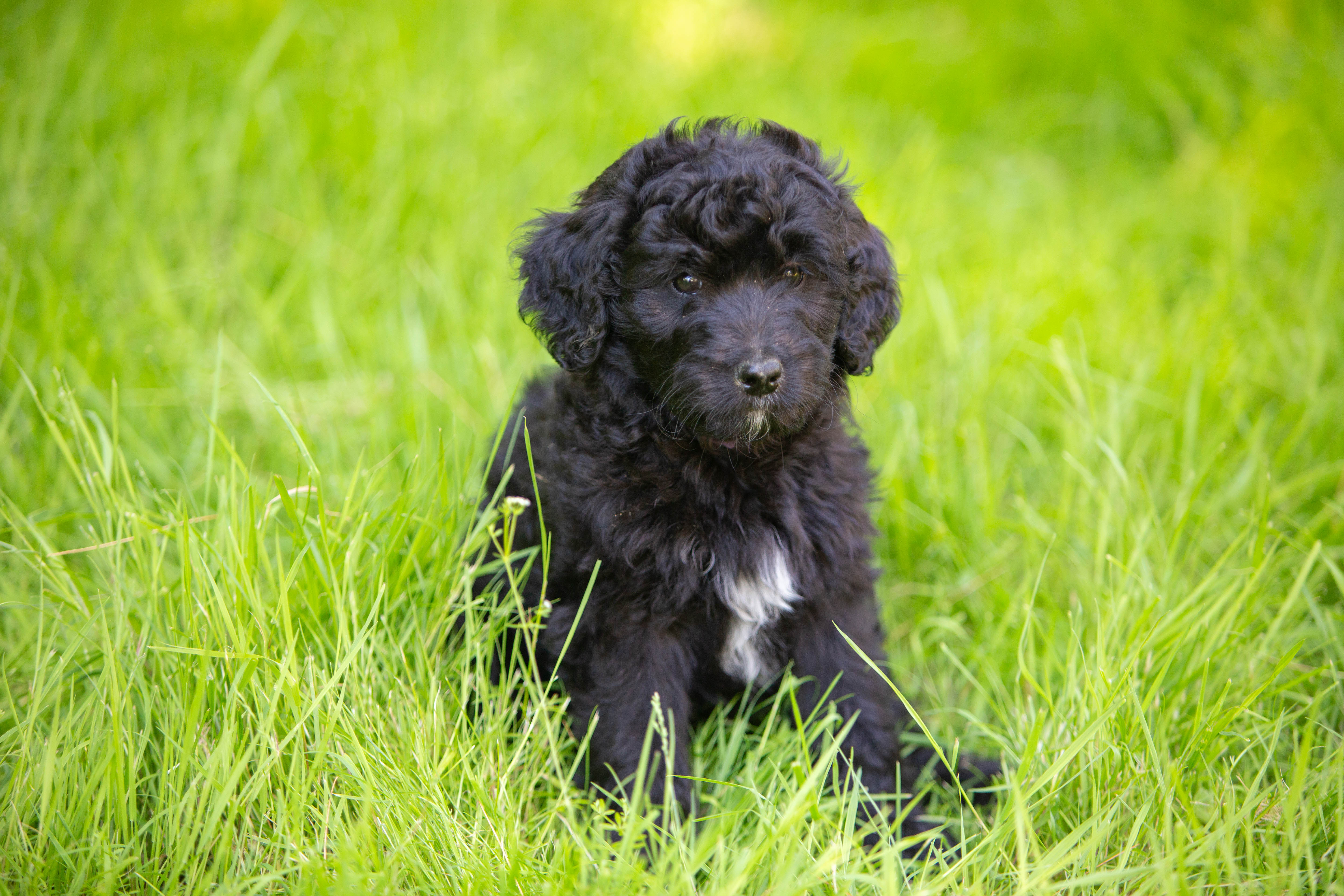 female bernedoodle puppy from Stillwater Bernedoodles