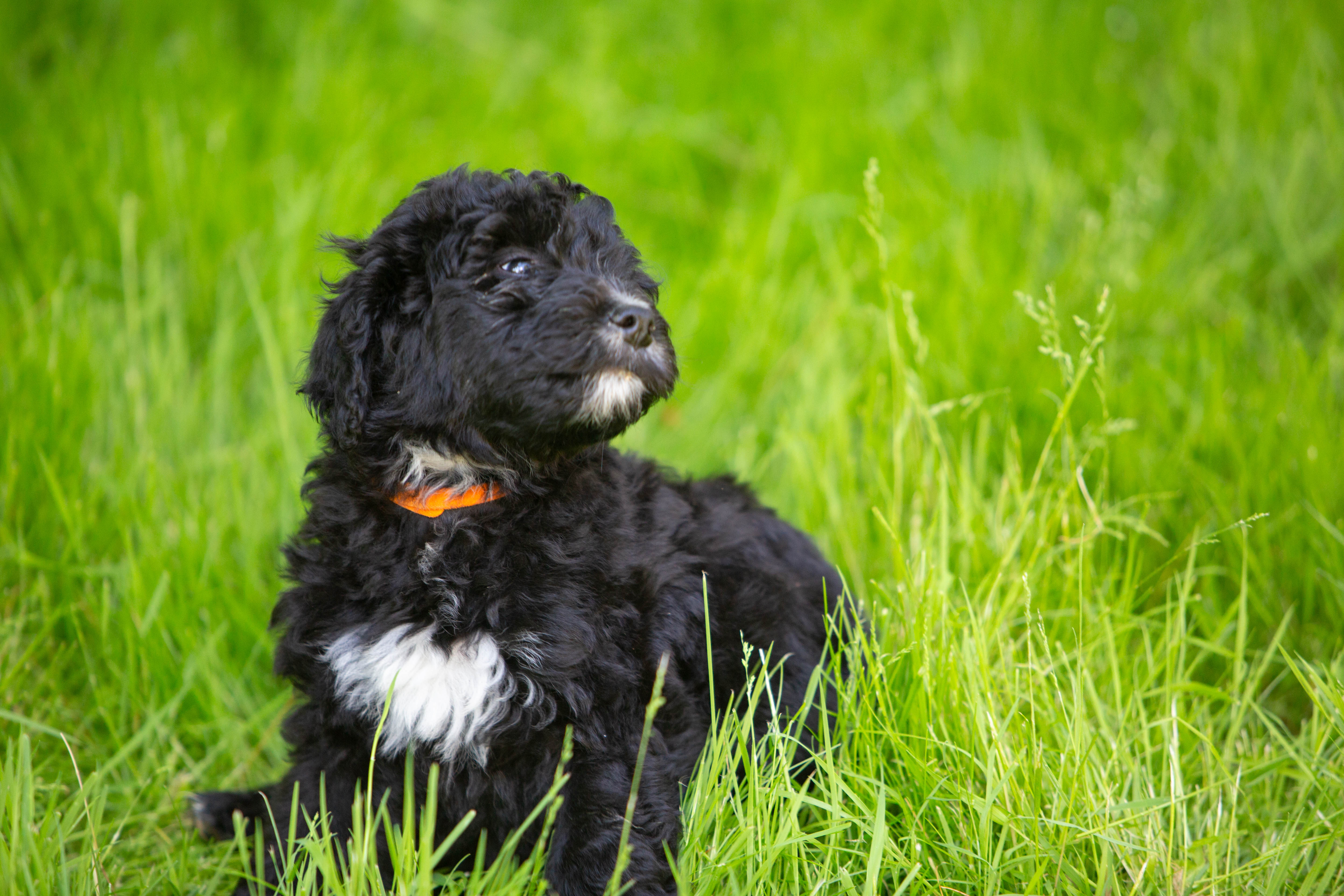 male bernedoodle puppy from Stillwater Bernedoodles