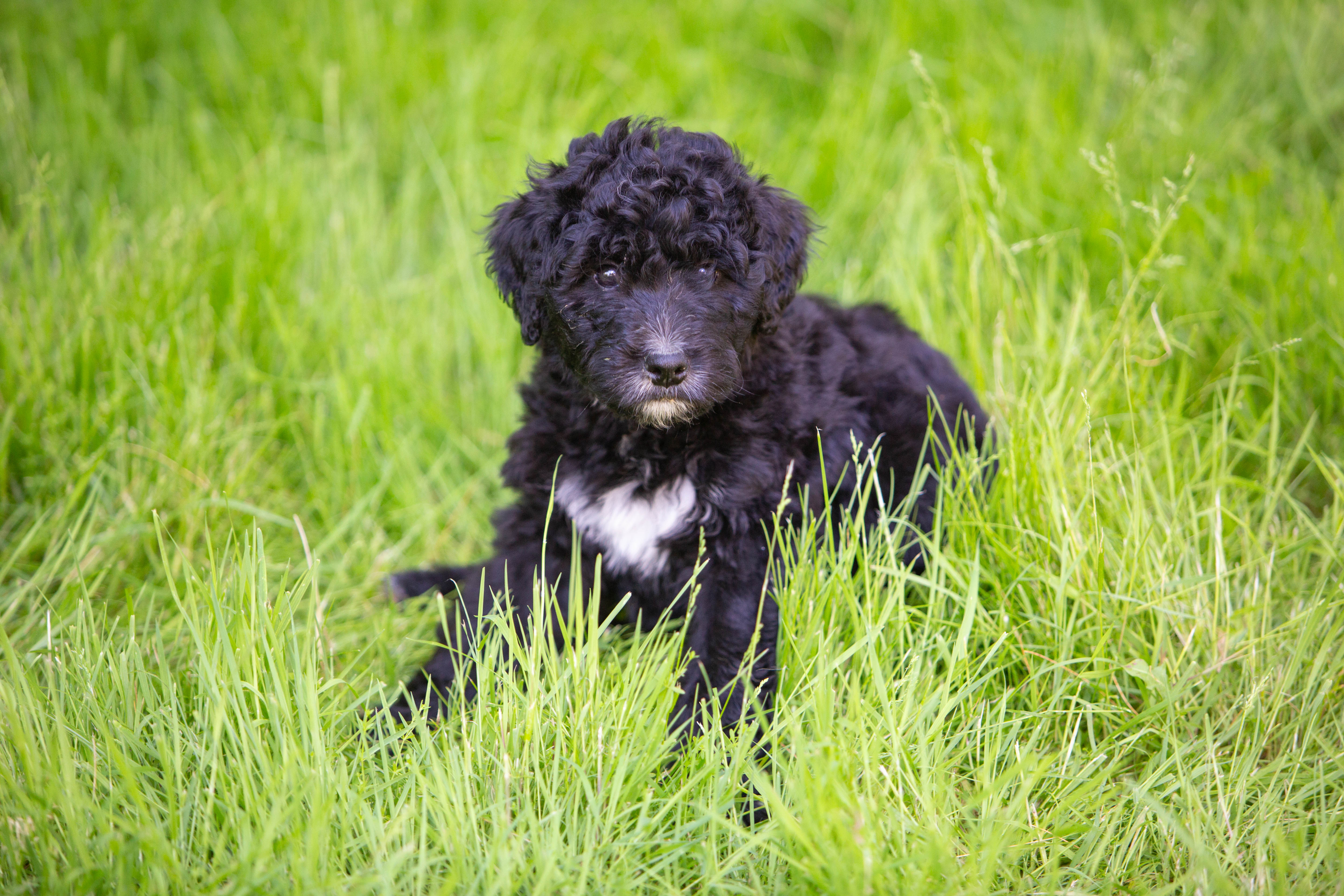 male bernedoodle puppy from Stillwater Bernedoodles