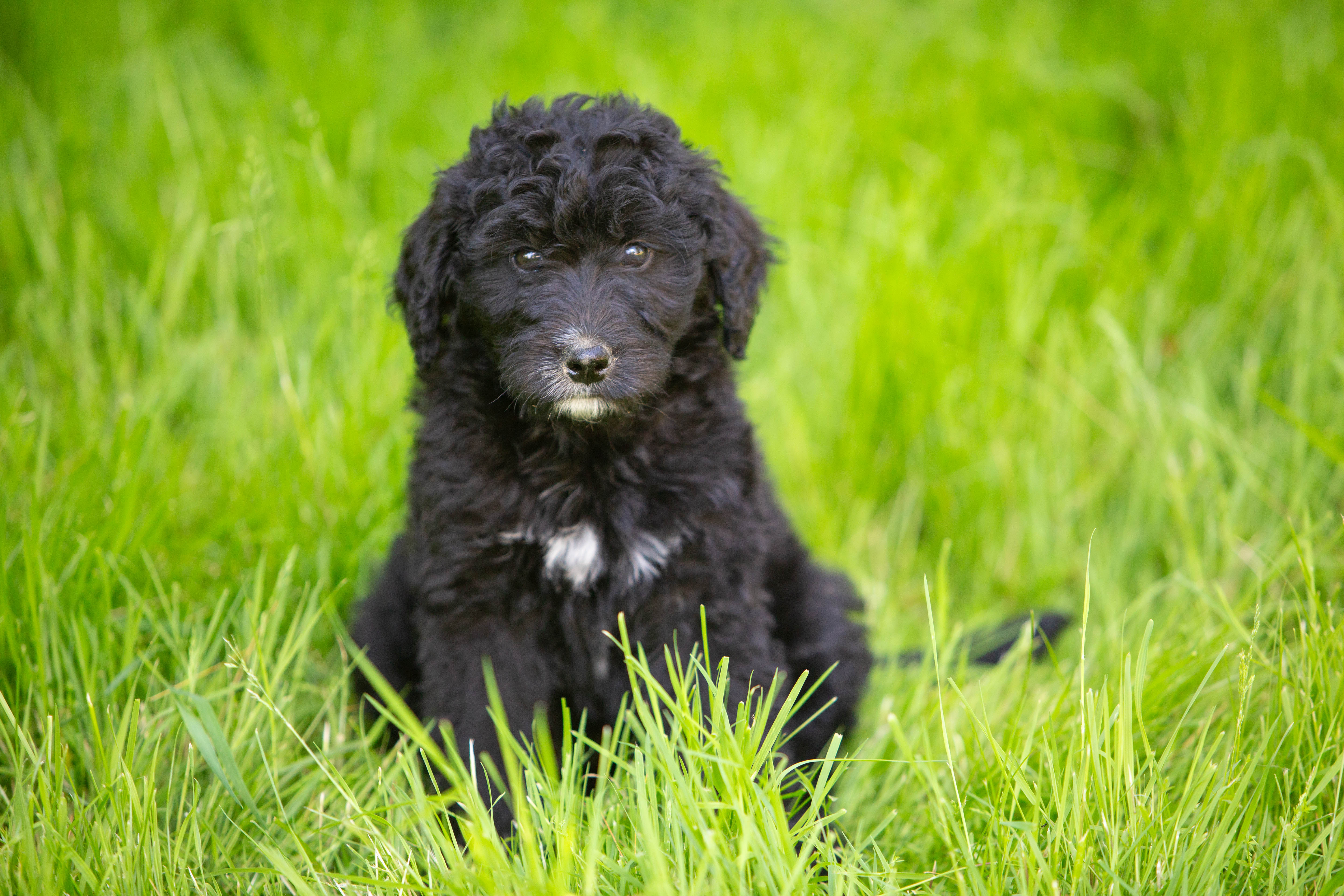 female bernedoodle puppy from Stillwater Bernedoodles