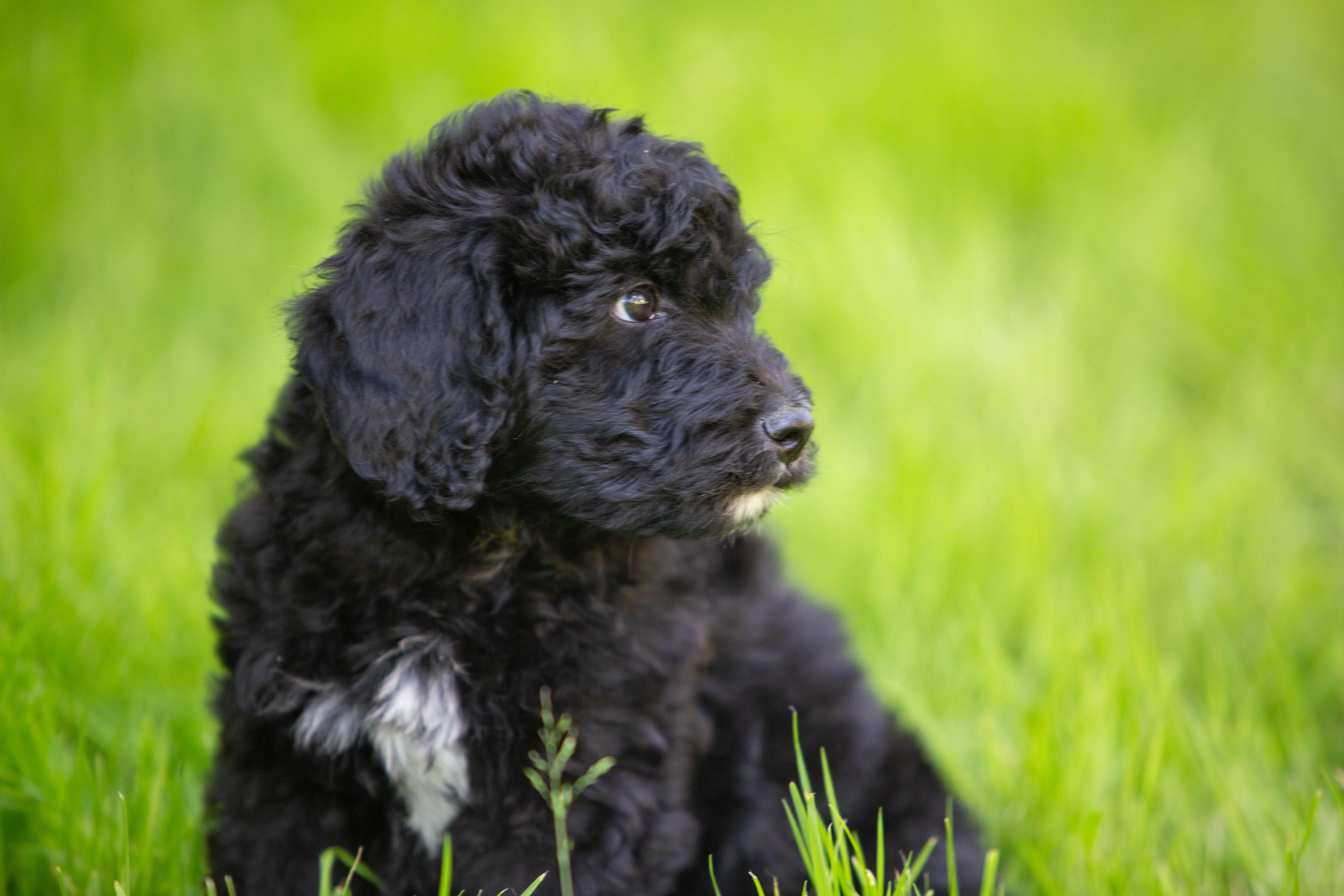 female bernedoodle puppy from Stillwater Bernedoodles