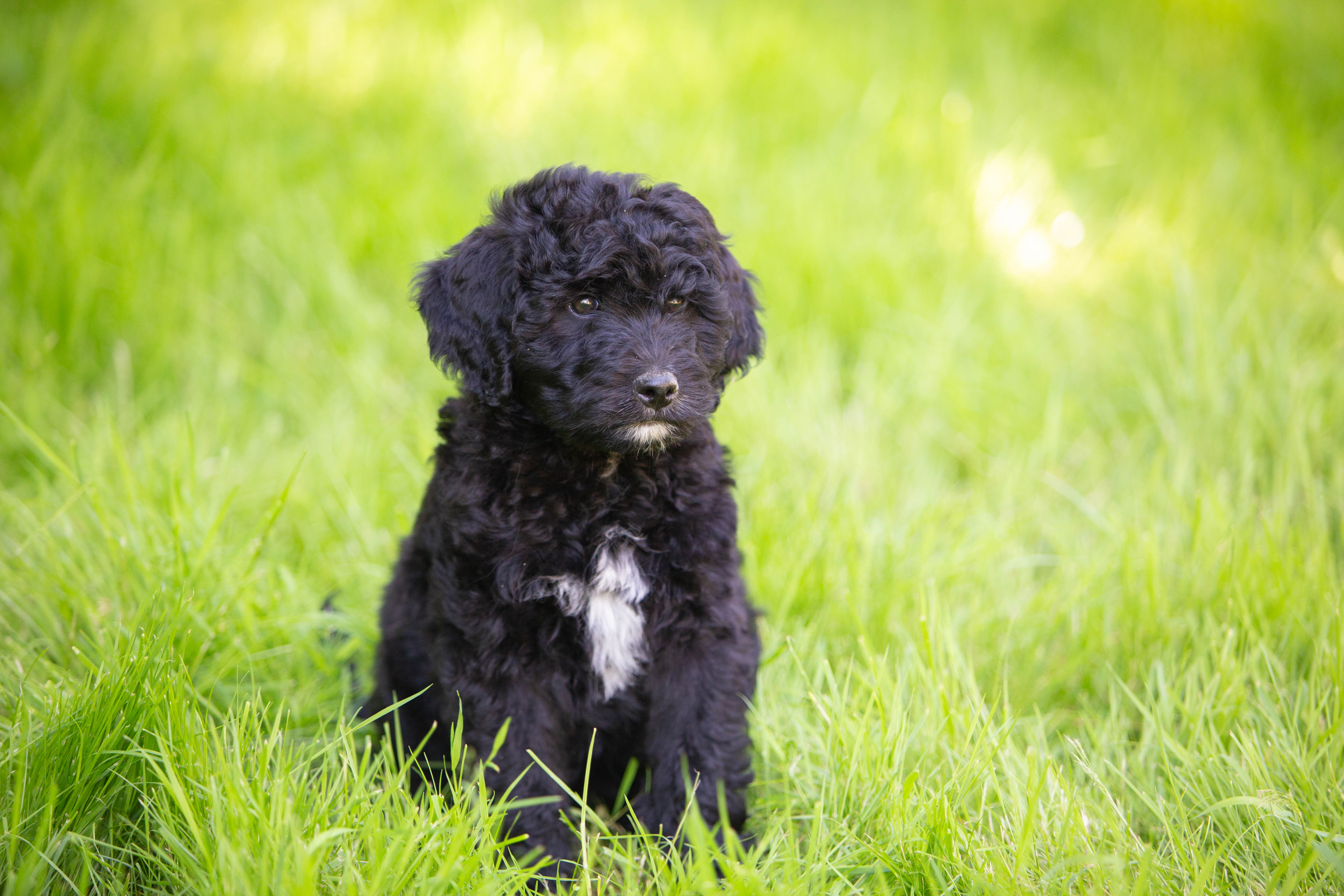 male bernedoodle puppy from Stillwater Bernedoodles